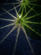 Lampe solaire de jardin en cristal blanc froid / blanc