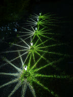 Lampe solaire de jardin en cristal blanc froid / blanc